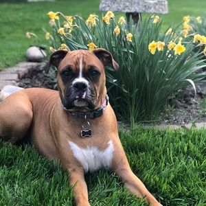 Meet your Posher, Abby